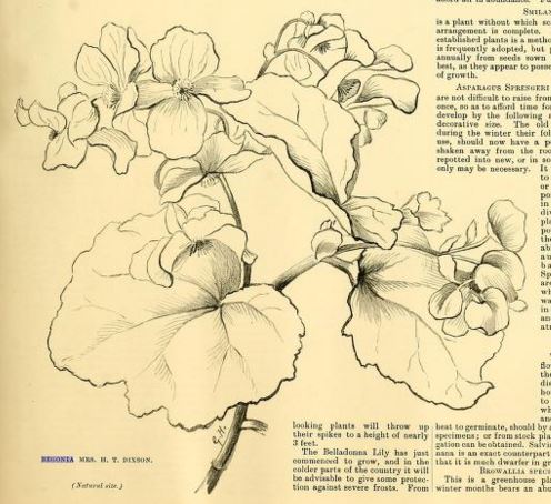 B. ‘Mrs. H. T. Dixon’